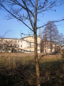 18. Bartkowy dąb Andrzej na terenie poszkolnego ogrodu w Sobieszowie.