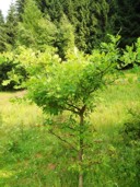 19. Bartkowy dąb Mirosław na polance zwanej dukielką w Borowicach.