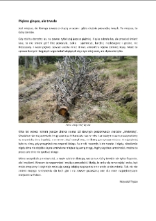 Piękno ginące, ale trwałe [Dokument elektroniczny]