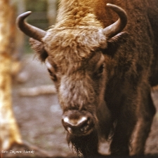 Żubr [Dokument ikonograficzny]