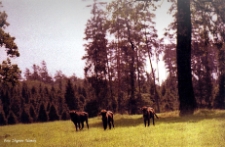 Trzy żubry [Dokument ikonograficzny]