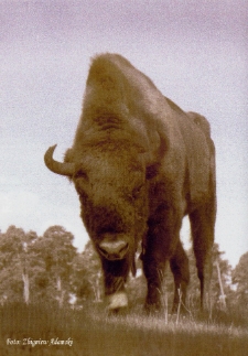 Żubr na polanie [Dokument ikonograficzny]