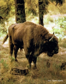 Żubr przy drzewach [Dokument ikonograficzny]