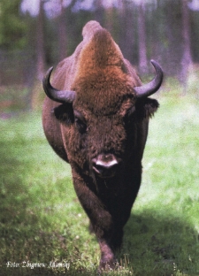 Żubr prezentuje się [Dokument ikonograficzny]