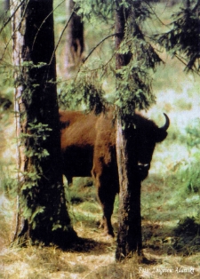 Żubr za drzewami [Dokument ikonograficzny]