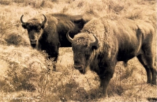 Żubry na polanie [Dokument ikonograficzny]