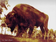 Żubr w pełnej krasie [Dokument ikonograficzny]