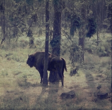 Żubr uchwycony z ukrycia [Dokument ikonograficzny]