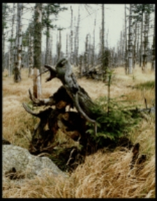 Góry Izerskie (fot.3) [Dokument ikonograficzny]