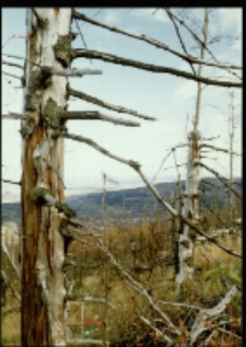 Góry Izerskie (fot.5) [Dokument ikonograficzny]