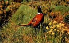 Bażant obrożny [Dokument ikonograficzny]