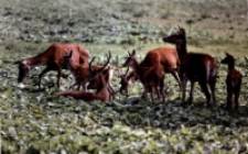 Chmara jeleni [Dokument ikonograficzny]