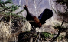 Kogut głuszca [Dokument ikonograficzny]