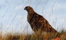 Jastrząb gołębiarz [Dokument ikonograficzny]