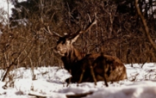 Jeleń na śniegu [Dokument ikonograficzny]