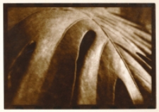 Z cyklu „Fotografia nieortodoksyjna” : 1/10 [Dokument ikonograficzny]