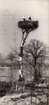 Księga pamiątkowa Foto-Klubu Celwiskoza