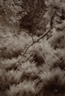 Samotnia [Dokument ikonograficzny]