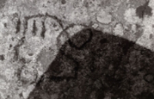 Karkonosze [Dokument ikonograficzny]