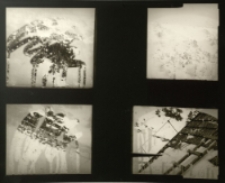 Samotnia moja miłość [Dokument ikonograficzny]