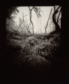Leżący pień w ciemnym lesie [Dokument ikonograficzny]