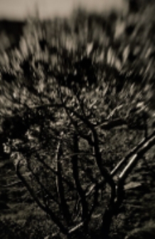 Karkonosze 2011 [Dokument ikonograficzny]