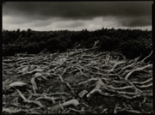 Bez tytułu [Dokument ikonograficzny]