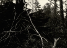 W Karkonoszach [Dokument ikonograficzny]