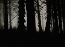 Las w okolicach Wielkiego Stawu w Karkonoszach [Dokument ikonograficzny]