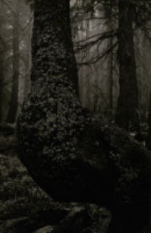 Las w okolicach Wielkiego Stawu w Karkonoszach [Dokument ikonograficzny]