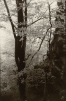 Bez tytułu [Dokument ikonograficzny]