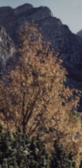 Szewielow [Dokument ikonograficzny]