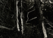 Karkonoski Las [Dokument ikonograficzny]