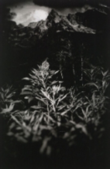 Rok w Tatrach [Dokument ikonograficzny]