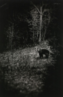 Rok w Tatrach [Dokument ikonograficzny]