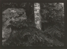 Bez tytułu [Dokument ikonograficzny]