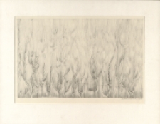 [Rośliny] [Dokument ikonograficzny]