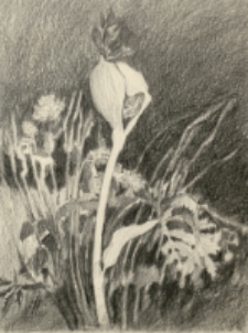 Bez tytułu [Dokument ikonograficzny]