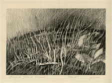 Trawy [Dokument ikonograficzny]