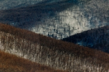 Puszcza Bukowa - Bieszczady [Dokument ikonograficzny]