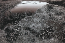 Bez tytułu [Dokument ikonograficzny]