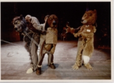 Porwanie kaczątek (fot. 3) [Dokument ikonograficzny]