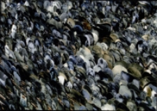 Katarzyna Józefowicz. Obiekty. Instalacje - zaproszenie [Dokument życia społecznego]