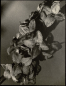 Wilcze łyko [Dokument ikonograficzny]