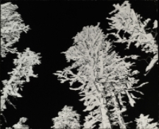 Jeszcze nie opadł szron 1 [Dokument ikonograficzny]