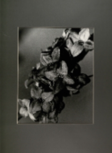 Polny kwiatek [Dokument ikonograficzny]