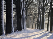 Aleja Dębowo-Klonowa Cieplice (fot. 2) [Dokument ikonograficzny]