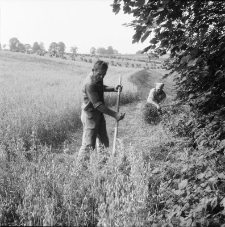 Żniwa w Karkonoszach 1988 (fot. 1) [Dokument ikonograficzny]