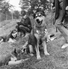 Jelenia Góra - Karkonoska Wystawa Psów Rasowych (fot. 2) [Dokument ikonograficzny]