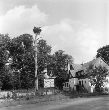 Bociany w Podgórzynie [Dokument ikonograficzny]